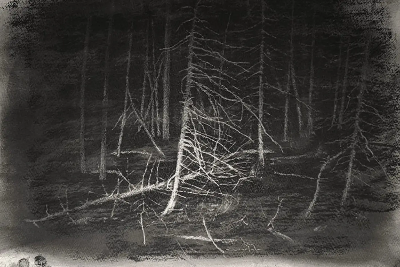 Metsä metsän alla, 2025, 33 x 42 cm, hiili ja lyijykynä paperille