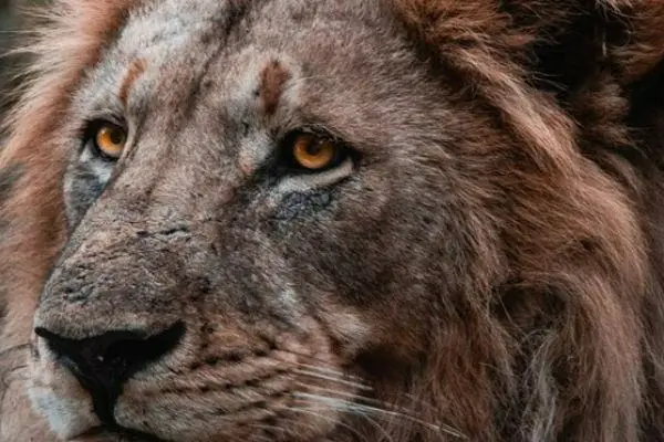 lähikuva leijonasta