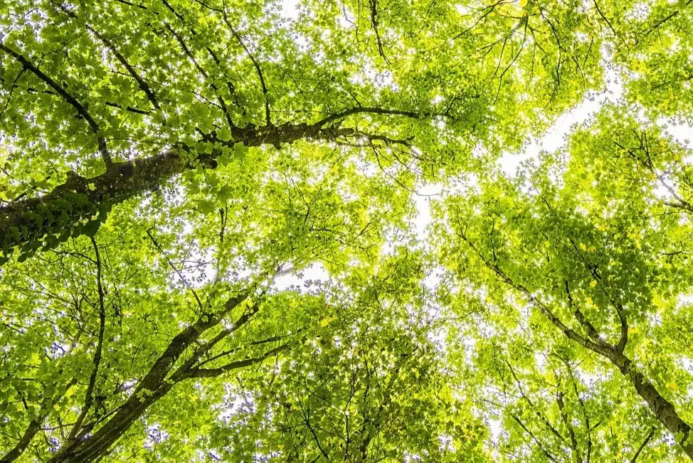 keväänvihreät lehdet puissa alhaaltapäin kuvattuna kohti latvoja
