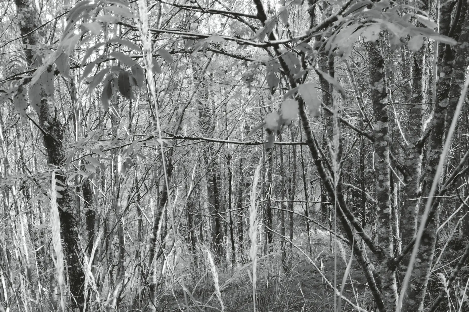 Kuva vaikeakulkuisesta metsätiheiköstä - ryteikkö.