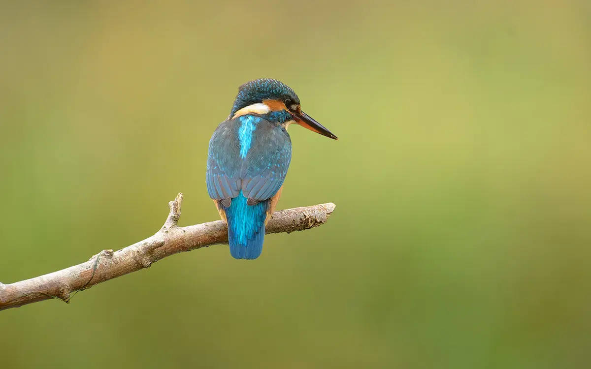 Martin-pêcheur au bois de Vincennes