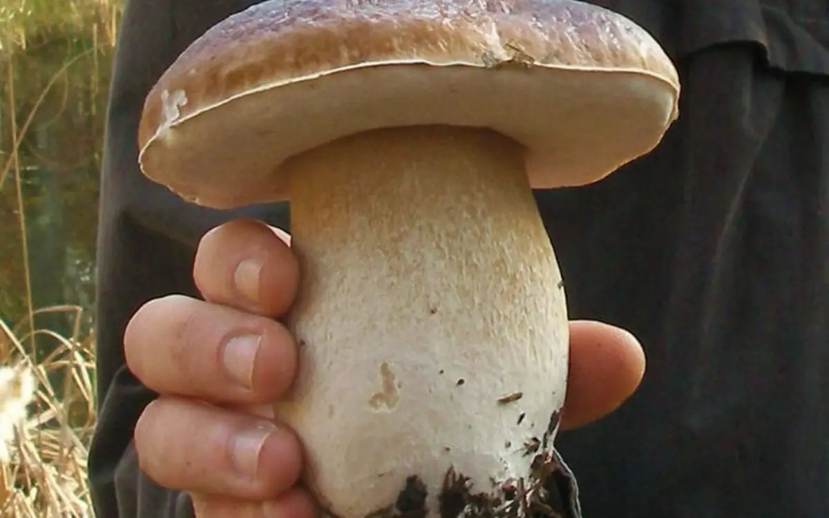 Sortie champignons avec EcoNature & Richard