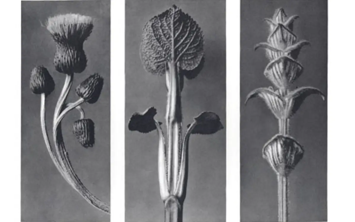 Exposition des photographies de Karl Blossfeldt