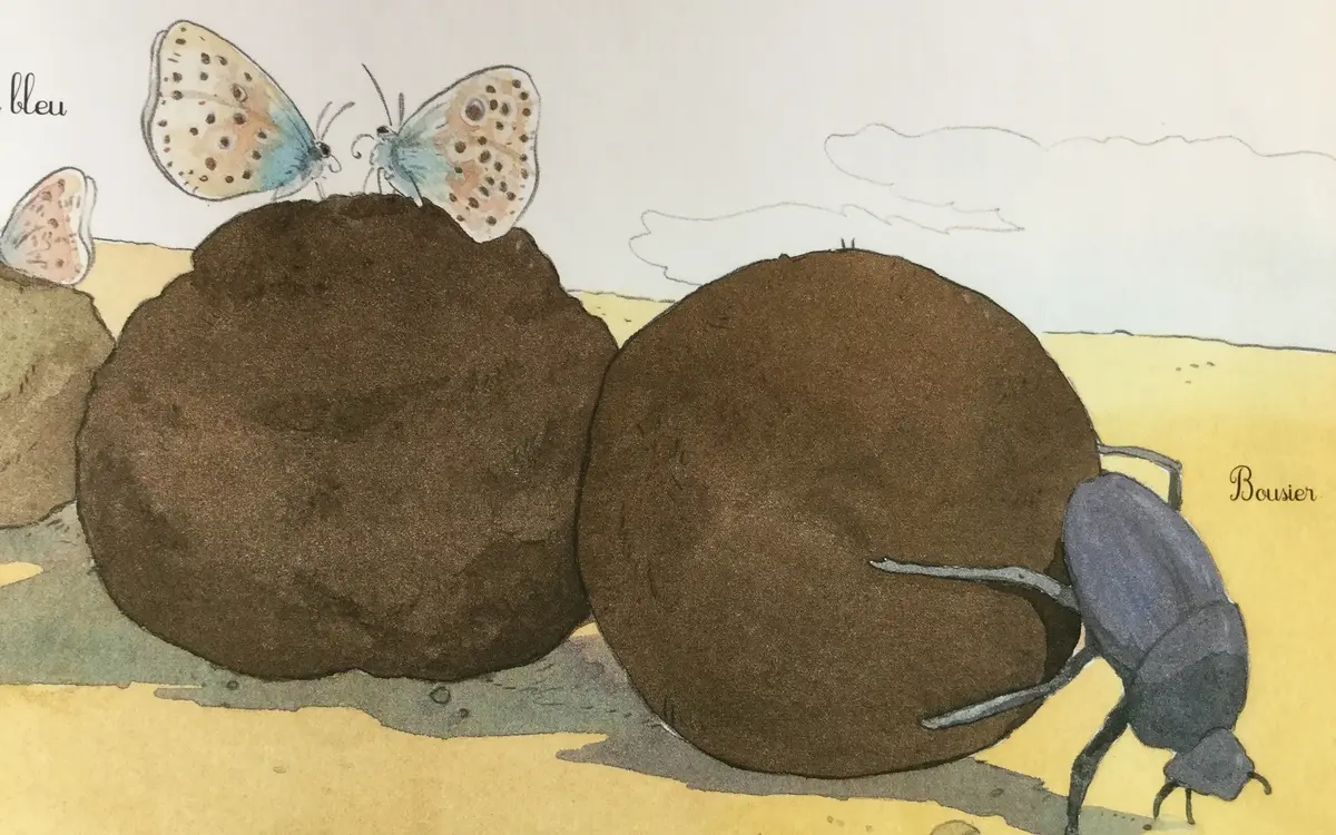 Crottes de bêtes ! Les excréments des animaux.