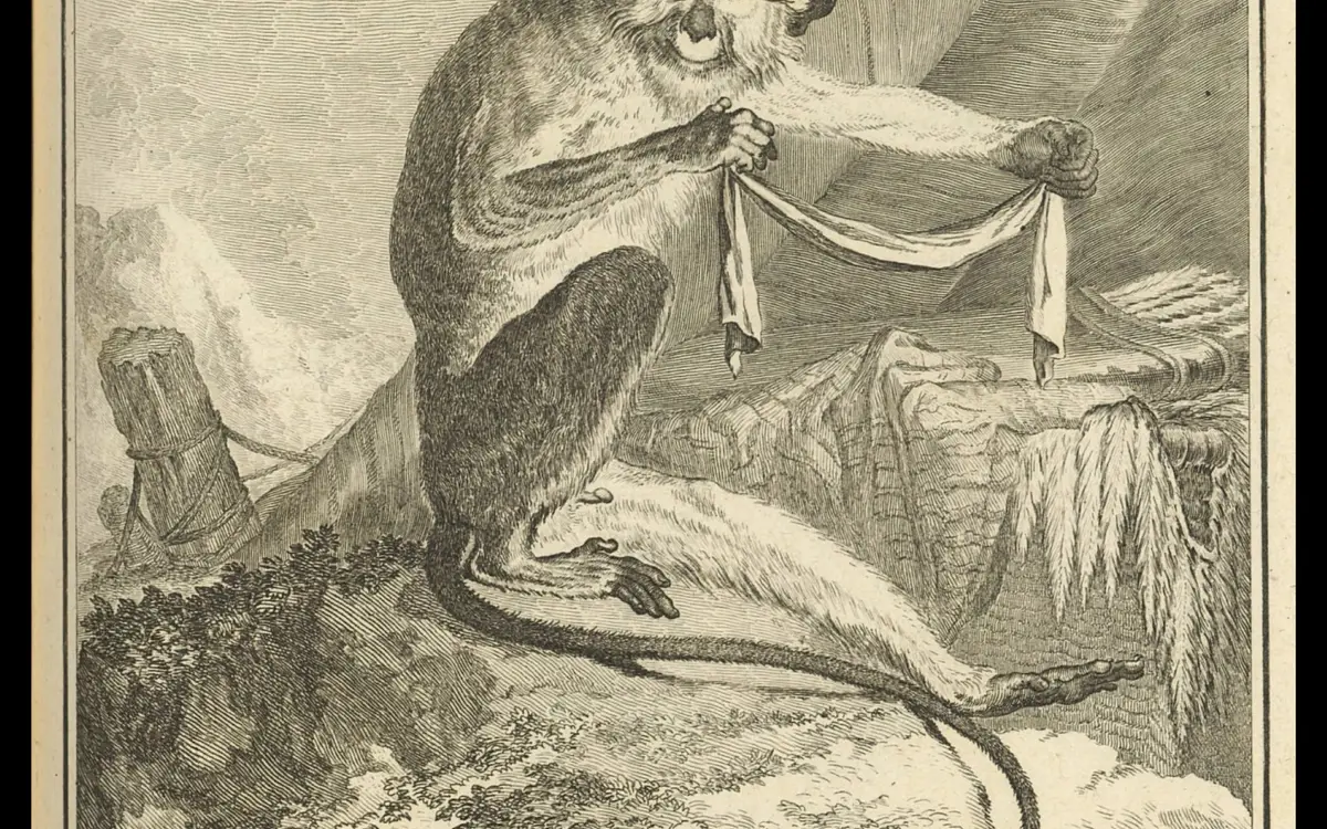 Talapoin (Miopithecus, animal originaire d’Afrique centrale) In Georges-Louis Leclerc, comte deBuffon, Histoire naturelle, générale et particulière, gravures de Jacquesde Sève, vol. 29, Paris, Imprimerie royale,1767, ATC1369 (VIII)