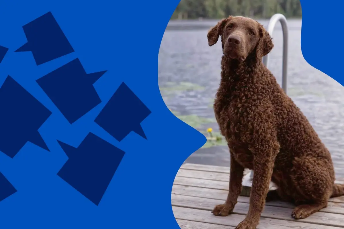Ruskea, kiharakarvainen labradorinnoutaja istuu laiturilla.